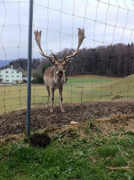 Gasthof Pension Steinberger St Georgen im Attergau Bagian luar foto