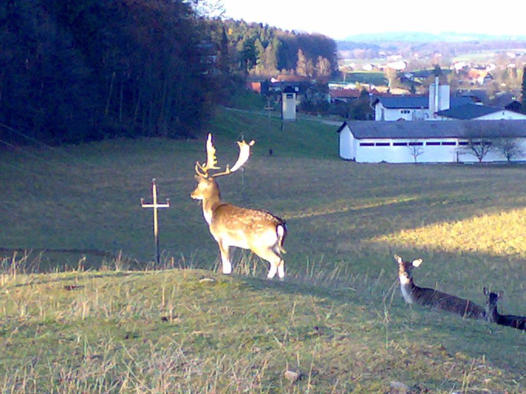 Gasthof Pension Steinberger St Georgen im Attergau Bagian luar foto